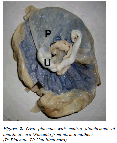 biomedres-Oval-placenta-central