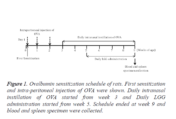 biomedres-Ovalbumin-sensitization