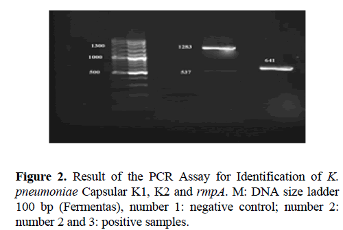 biomedres-PCR-Assay