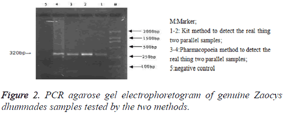 biomedres-PCR-agarose-gel