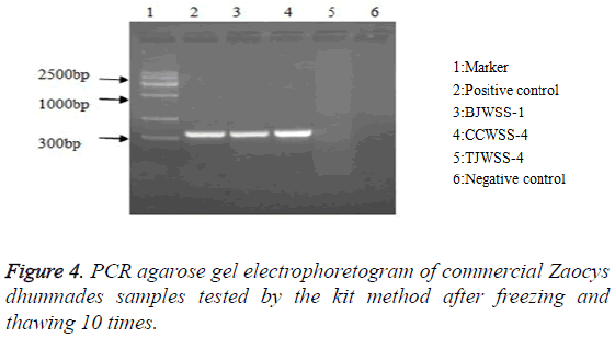 biomedres-PCR-agarose-gel