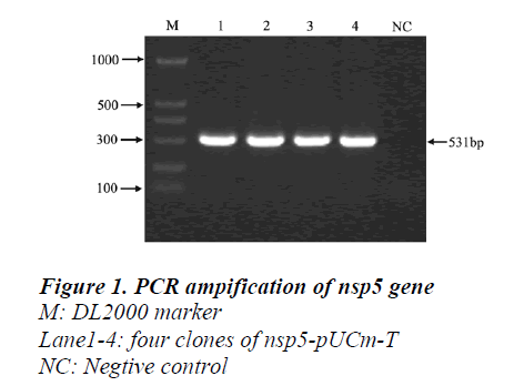 biomedres-PCR-ampification