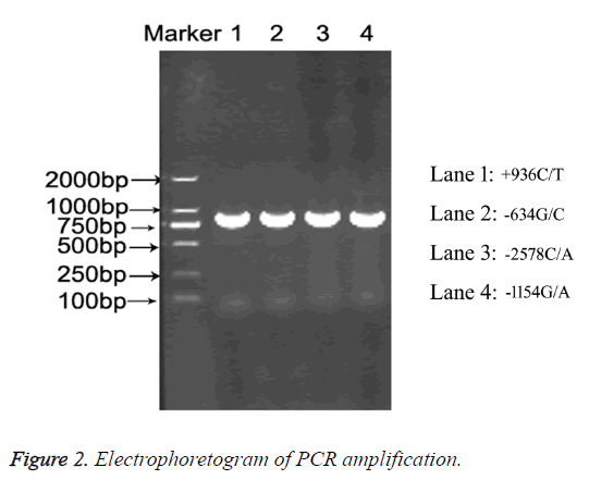 biomedres-PCR-amplification