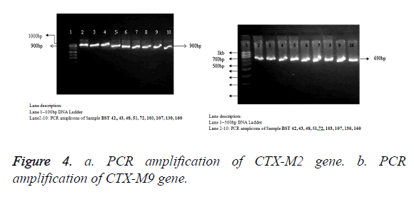 biomedres-PCR-amplification