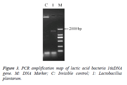 biomedres-PCR-amplification