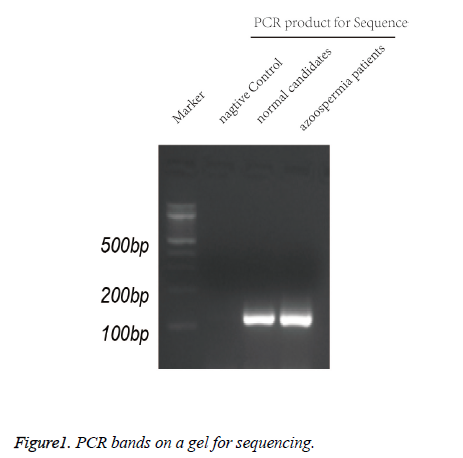 biomedres-PCR-bands-gel