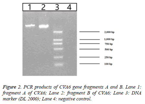 biomedres-PCR-products