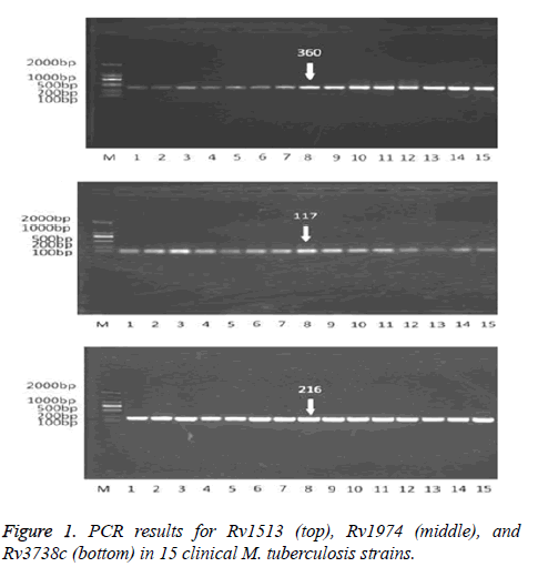 biomedres-PCR-results