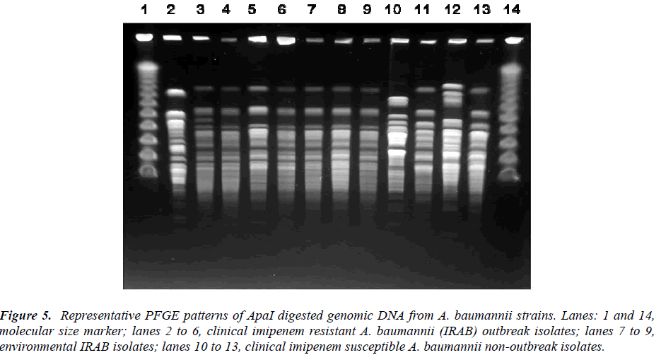 biomedres-PFGE-patterns-ApaI-digested