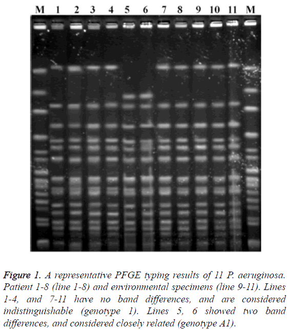 biomedres-PFGE-typing-results