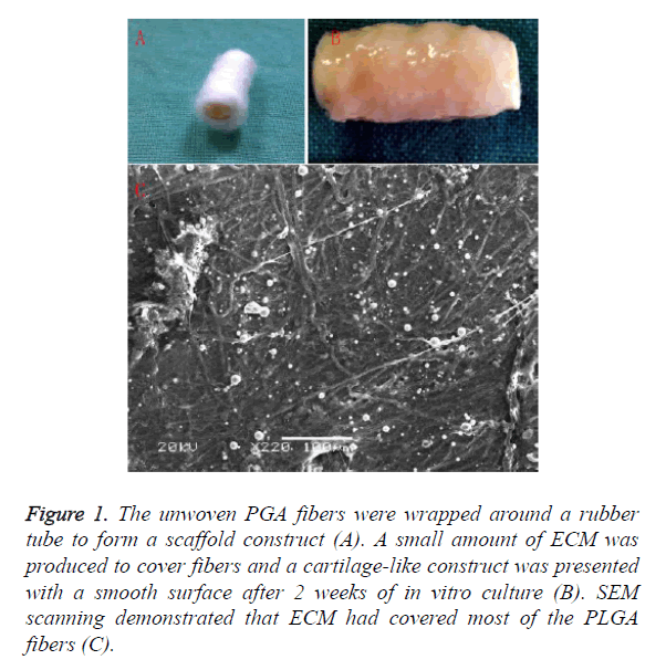 biomedres-PGA-fibers