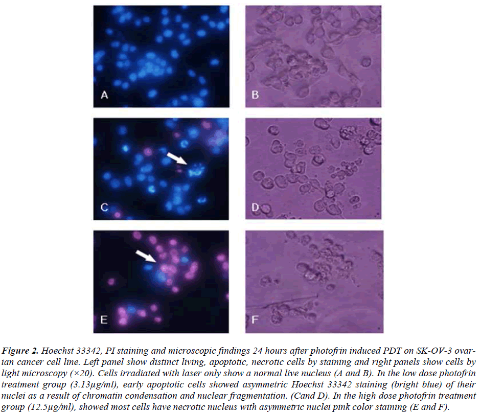 biomedres-PI-staining-microscopic-findings