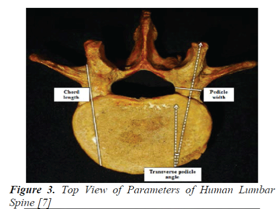 biomedres-Parameters-Human-Lumbar