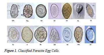 biomedres-Parasite-Egg