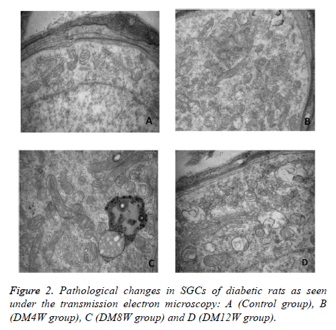 biomedres-Pathological-changes