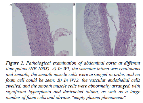 biomedres-Pathological-examination