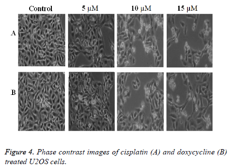 biomedres-Phase-contrast-images