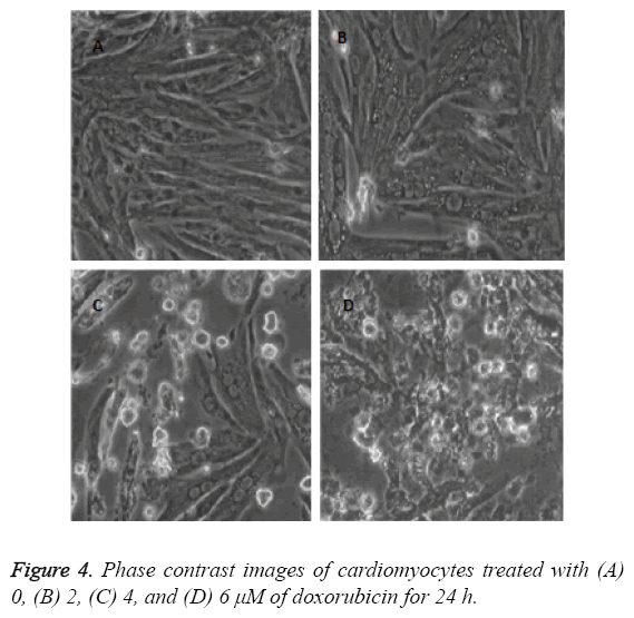 biomedres-Phase-contrast-images