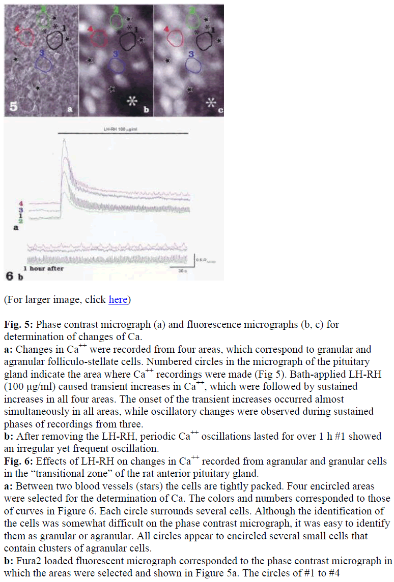 biomedres-Phase-contrast-micrograph