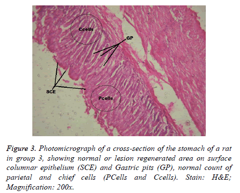 biomedres-Photomicrograph