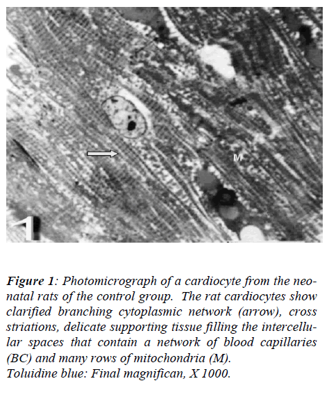 biomedres-Photomicrograph-cardiocyte-rats