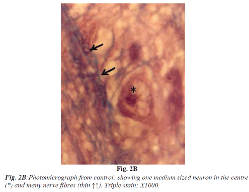 biomedres-Photomicrograph-control