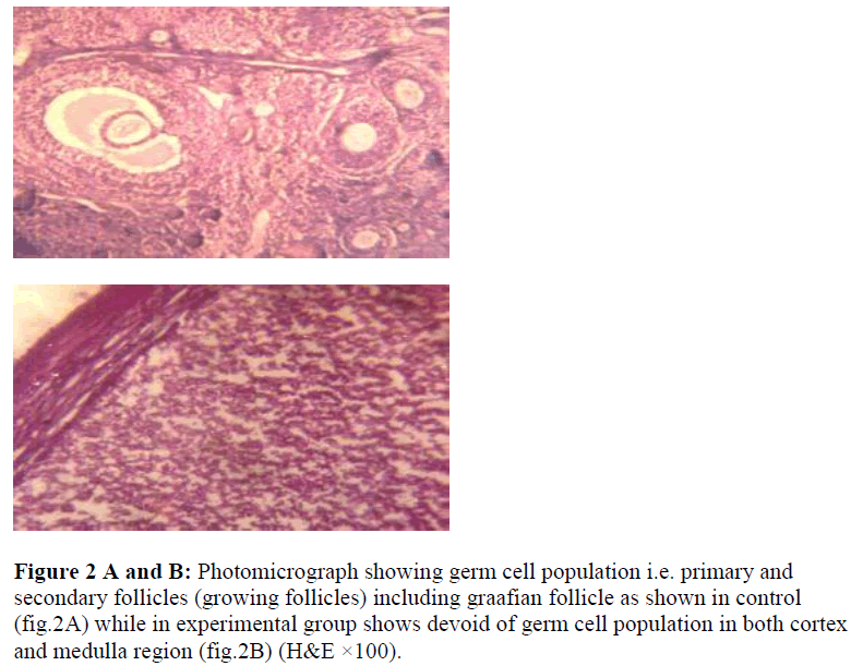 biomedres-Photomicrograph-germ-cell-population