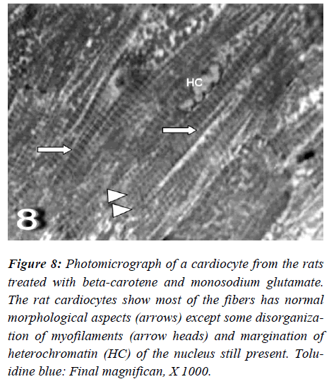 biomedres-Photomicrograph-monosodium-glutamate