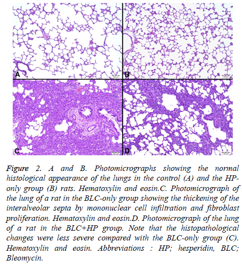 biomedres-Photomicrographs