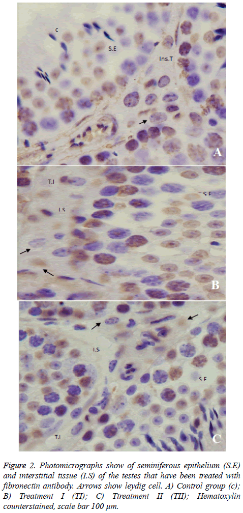 biomedres-Photomicrographs