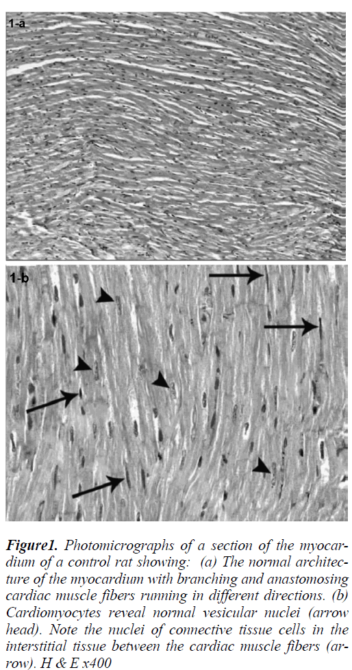 biomedres-Photomicrographs-section