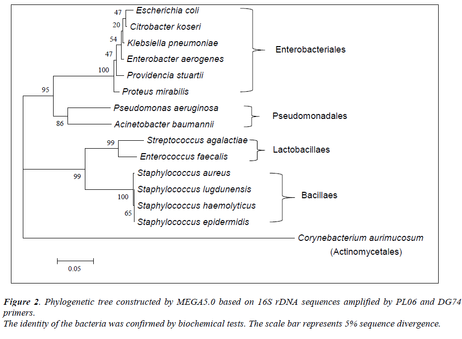 biomedres-Phylogenetic-sequences-bacteria-biochemical