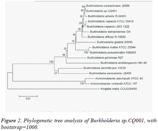 biomedres-Phylogenetic-tree-analysis