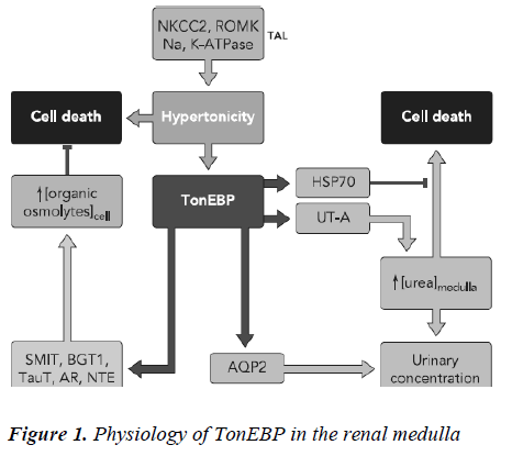 biomedres-Physiology-TonEBP