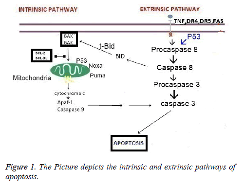 biomedres-Picture-depicts