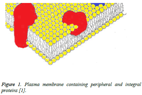 biomedres-Plasma-membrane