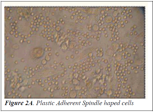 biomedres-Plastic-Adherent