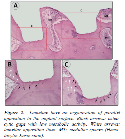 biomedres-Positive-Lamellae-organization-parallel