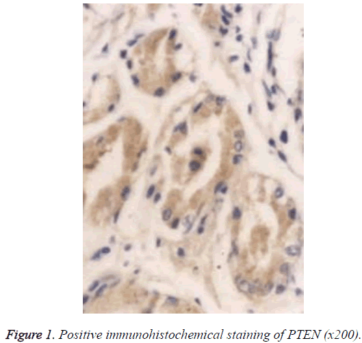 biomedres-Positive-immunohistochemical