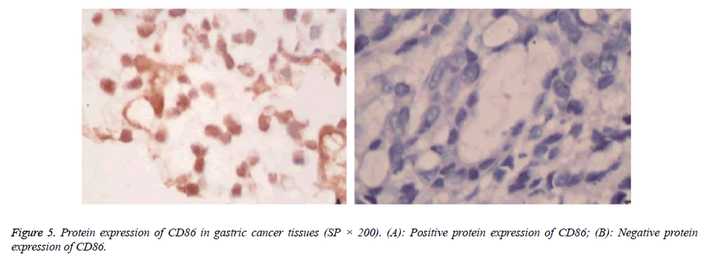 biomedres-Positive-protein