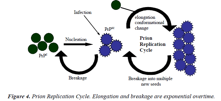 biomedres-Prion-Replication-Cycle