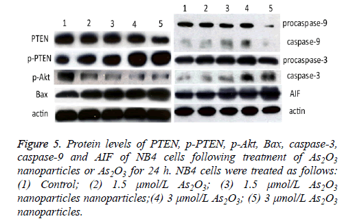 biomedres-Protein