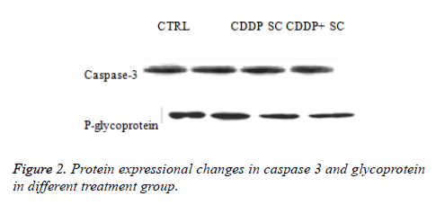 biomedres-Protein-expressional