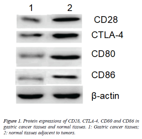 biomedres-Protein-expressions