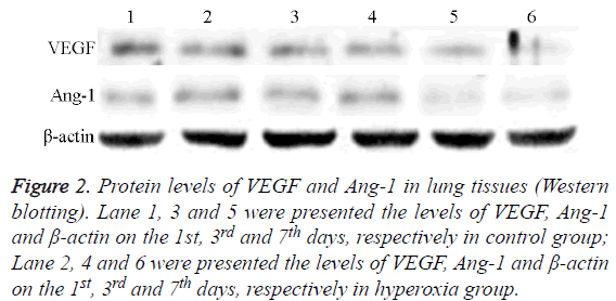 biomedres-Protein-levels-VEGF