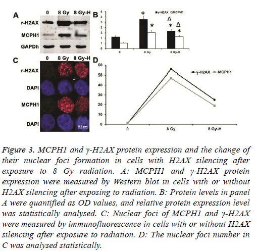 biomedres-Protein-radiation