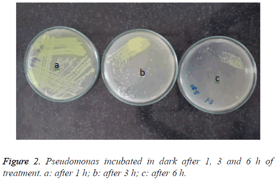 biomedres-Pseudomonas-incubated-dark