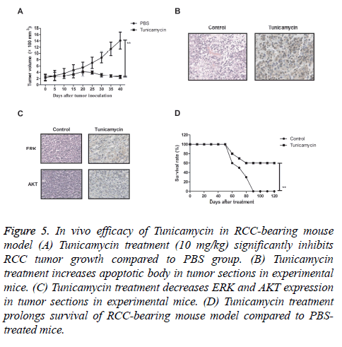 biomedres-RCC-bearing-mouse