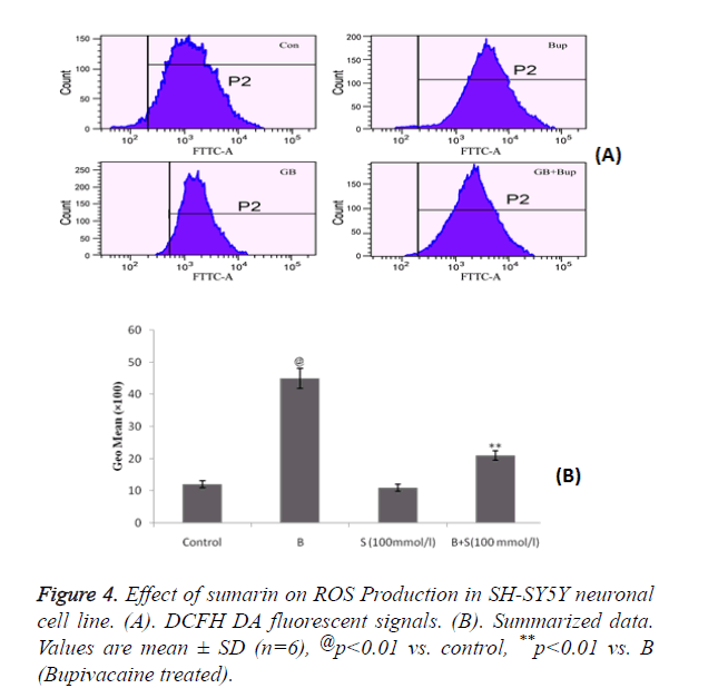 biomedres-ROS-Production