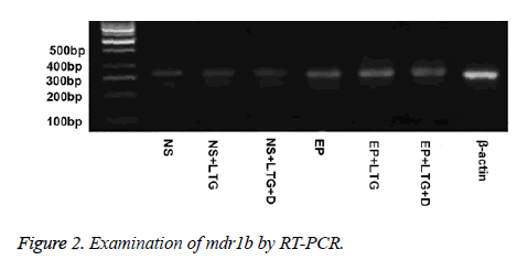 biomedres-RT-PCR